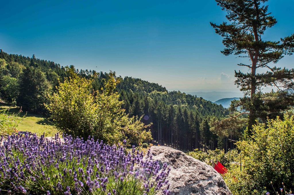 Les Gites D'Adelspach Gites & Spa En Alsace Aubure Zewnętrze zdjęcie